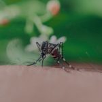 Mücken loswerden mit Insektenvernichter