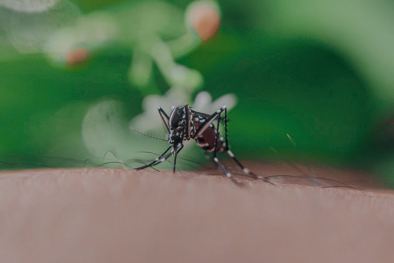Mücken loswerden mit Insektenvernichter