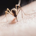 Mückenschutz Test