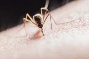Mückenschutz Test