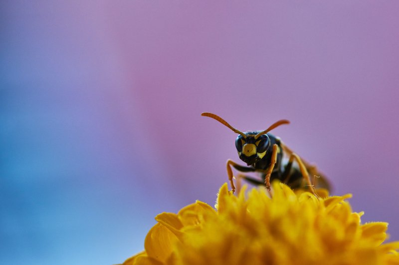 Eine Wespe bestäubt eine gelbe Blume