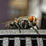 Insektenspray kann lästige Fliegen fern halten