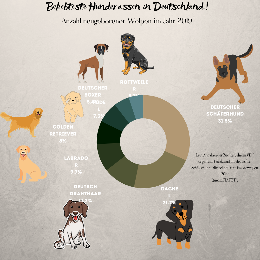 Die 8 beliebtesten Hunderassen in Deutschland