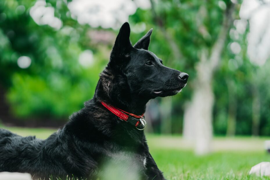 Schäferhund im Garten mit Bezug auf Ultraschall-Hundeabwehr