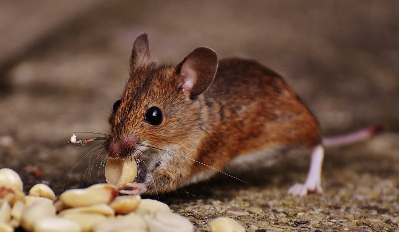 Eine Ratte die Nüsse isst