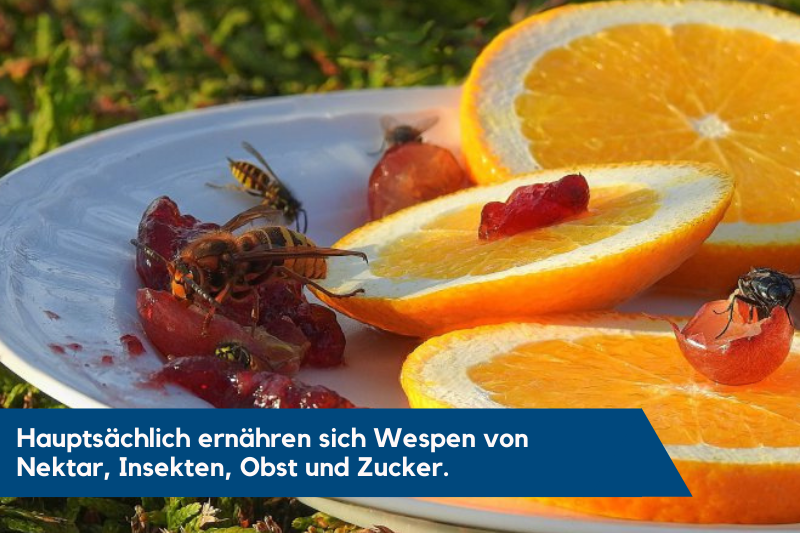 Die Wespen nehmen durch ein Obstteller ihre Nahrung auf.