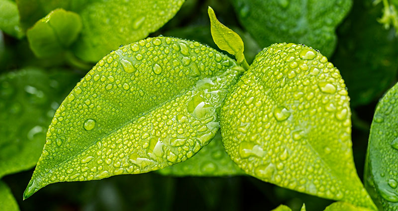 Nahaufnahme einer Pflanze, die mit Regentropfen bedeckt ist und für die Natur und Umwelt stehen soll.. 